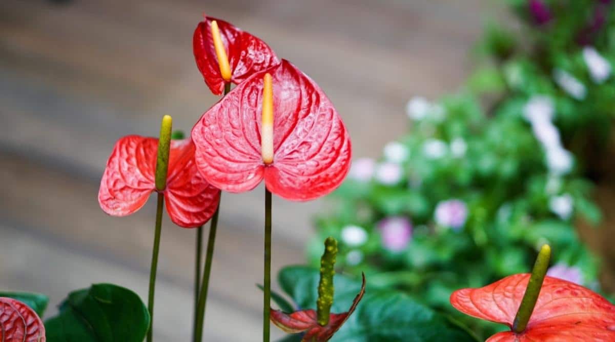 Flamingo Flower