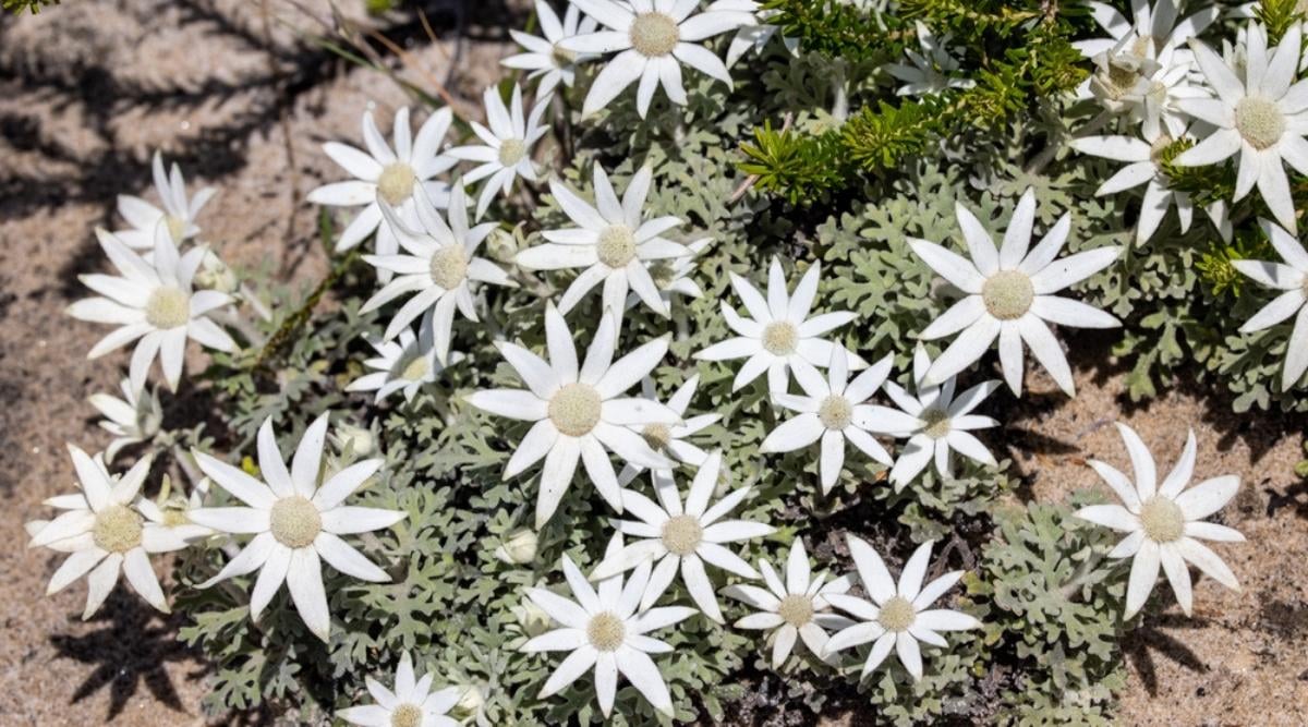 Flannel Flower