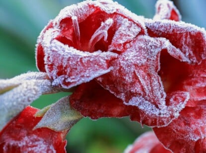 A red Gladiolus bloom is covered in a thin layer of frost.