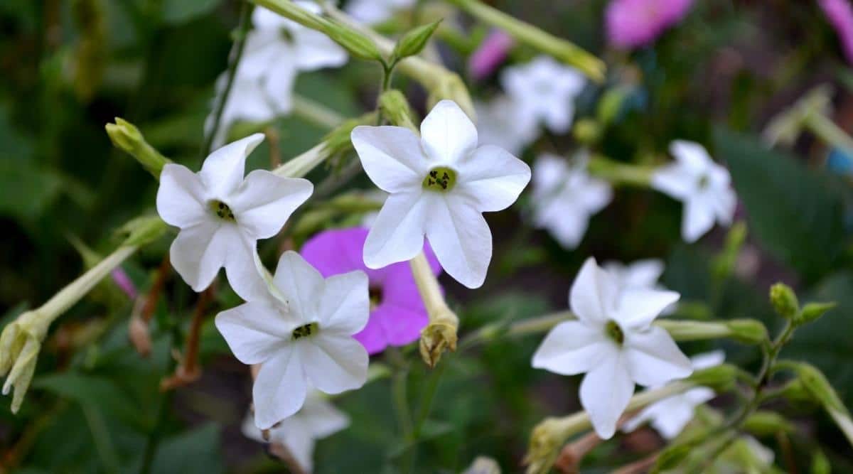 Flowering Tobacco