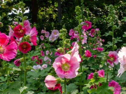 Tall hollyhock stems rise gracefully, adorned with lush leaves that catch the light. Soft and fuchsia pink flowers bloom delicately along the towering stalks. In the background, verdant plants create a rich tapestry of foliage, completing the scene.