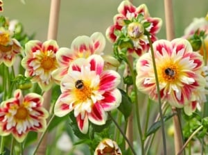 Close-up of Dahlia pinnata flowers with large, bright creamy yellow flowers with deep pink markings on the petals, with wooden stakes installed before bloom.
