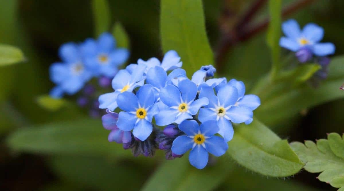 Forget-Me-Not