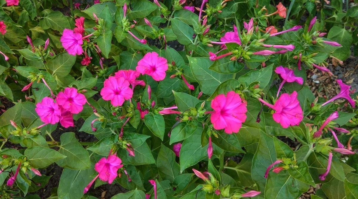 Four o’Clock Flower