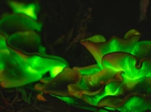 Vivid, neon-green mushroom caps cluster together on a decaying log in the forest, their smooth, rounded shapes emitting an eerie luminescence against the darkened, shadowy background of leaves and branches.