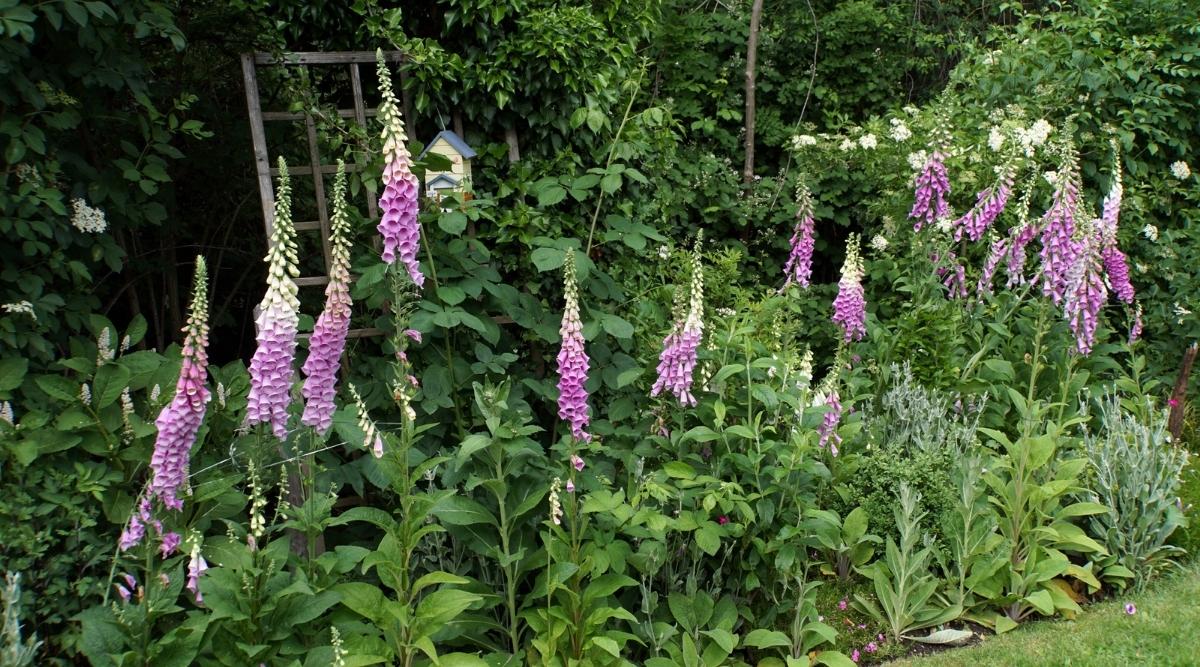 Foxglove