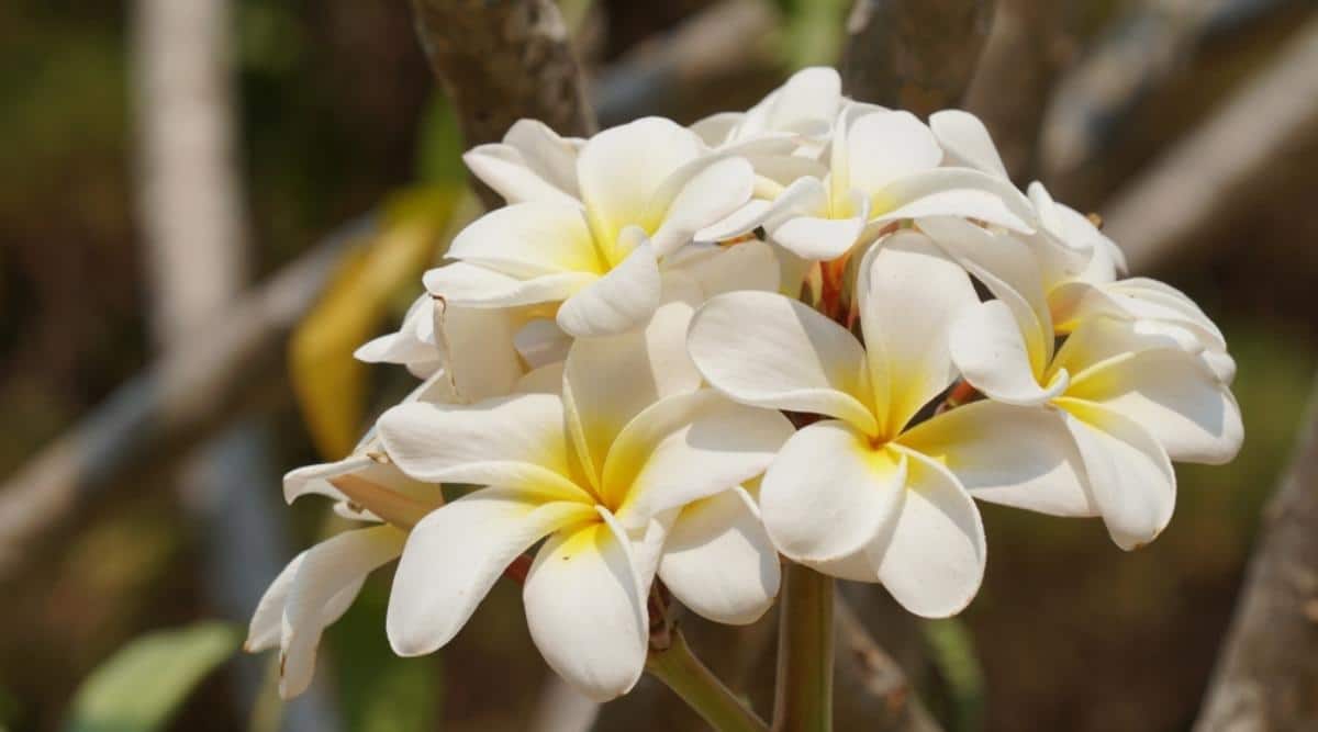 Frangipani