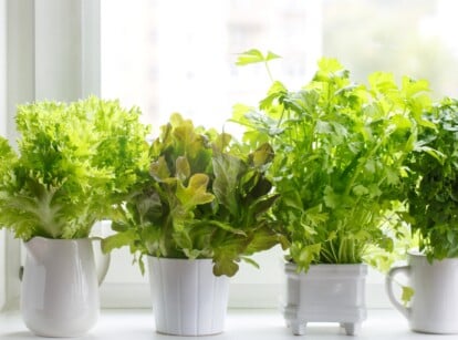 Four uniquely shaped white ceramic pots aligned neatly on a bright windowsill. Each pot holds different herbs, showcasing a variety of vibrant green leaves and textures against the white backdrop.