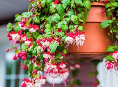 Closeup of hanging red and white fuchsia flowers.