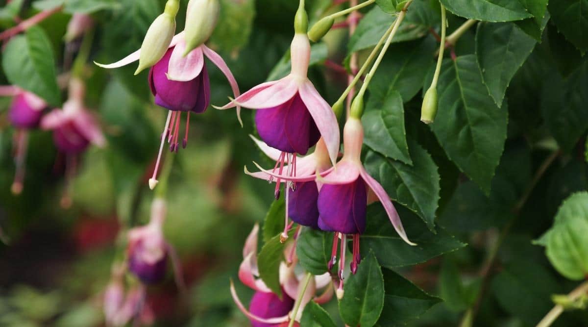 Fuchsias