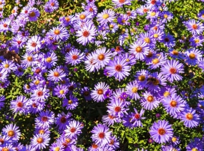 Clusters of blooming full sun perennials - Asters with daisy-like purple petals and golden-yellow centers rise above dense green foliage.