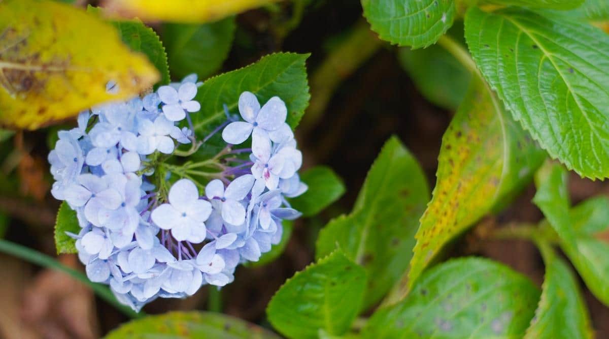 Signs of disease called Fungal Leaf Spot on hydrangea plant