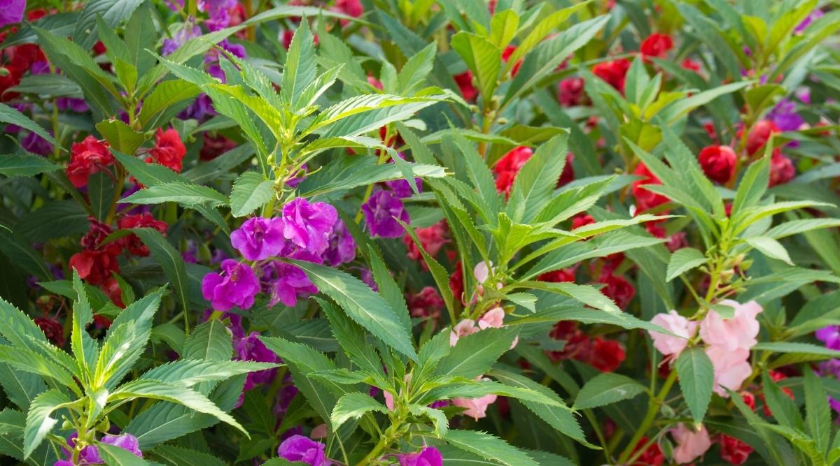 Garden Balsam Flower
