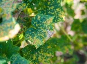 Close-up of cucumber leaves showing yellow spots and fuzzy gray patches typical of summer garden diseases.