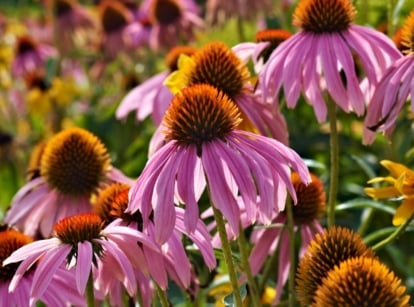 Purple coneflowers and yellow black-eyed Susans bloom vibrantly together as garden flowers reseed naturally.