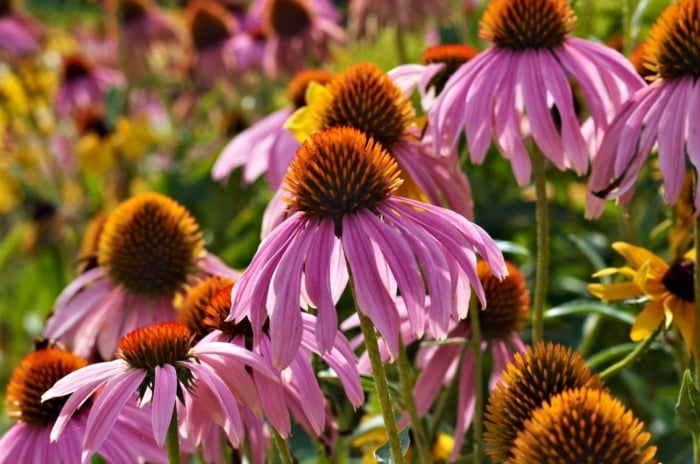 Purple coneflowers and yellow black-eyed Susans bloom vibrantly together as garden flowers reseed naturally.