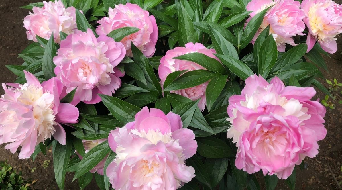 Garden Peony