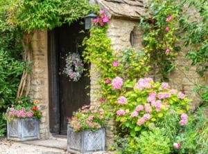 View of English Cottage garden styles. Close-up of an old English cottage with old wooden doors, abundantly covered with climbing Clematis in bloom. Around the house there are flowering hydrangea bushes and an apple tree with ripe fruits. On the porch there are two flowerpots with African daisies in bloom and begonia in bloom. There is a wreath of fresh carnation flowers hanging on the door.