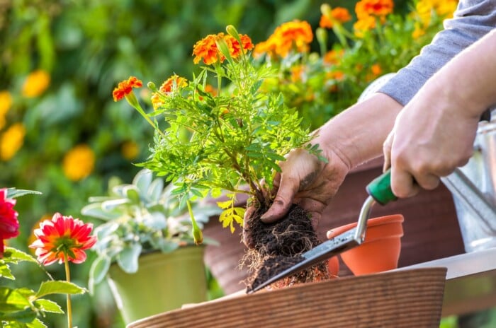 A person gently repots cheerful yellow flowers, complemented by a vibrant pink blossom in the background. The delicate petals are carefully transferred from an old pot to a new one filled with fresh soil. A small shovel is gently employed to secure the plant's roots, ensuring its proper support.