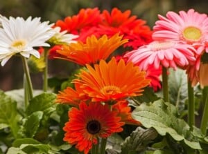 Close-up of blooming gerberas in a garden on a blurred green background. It features large, colorful flowers with prominent central disks surrounded by ray petals. The flowers come in a variety of hues, including bright reds, pinks, oranges, and whites. The foliage is dark green and deeply lobed.