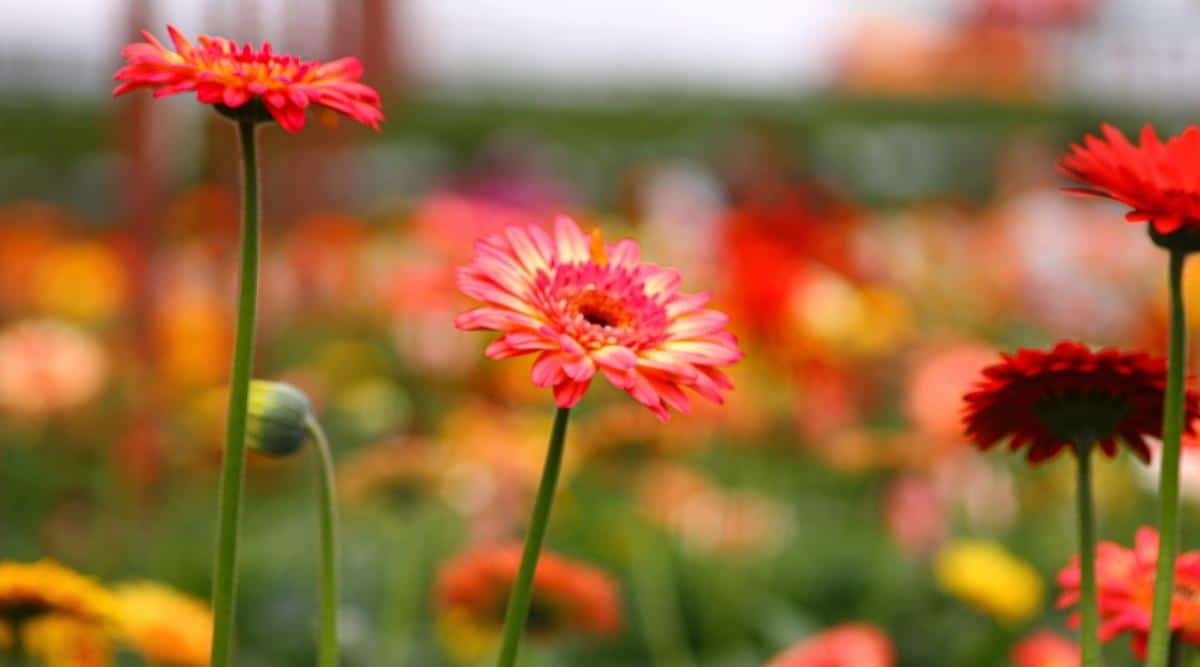 Gerbera Daisy