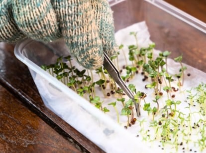 A gardener's gloved hand uses tweezers to inspect germinated seeds on a damp paper towel inside a clear container placed on a wooden table.