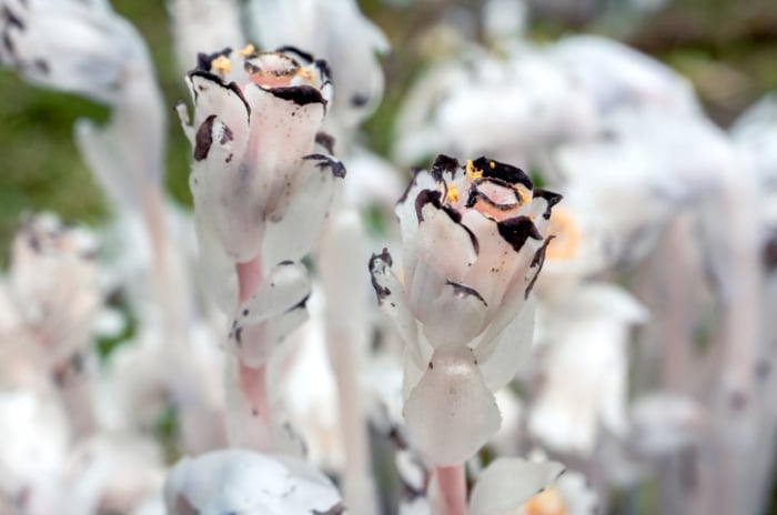 Delicate white stalks resembling translucent candles rise from the ground, each topped with small, black-tipped flowers. The soft, almost ghostly appearance contrasts with the earthy surroundings of dry leaves and muted greens.