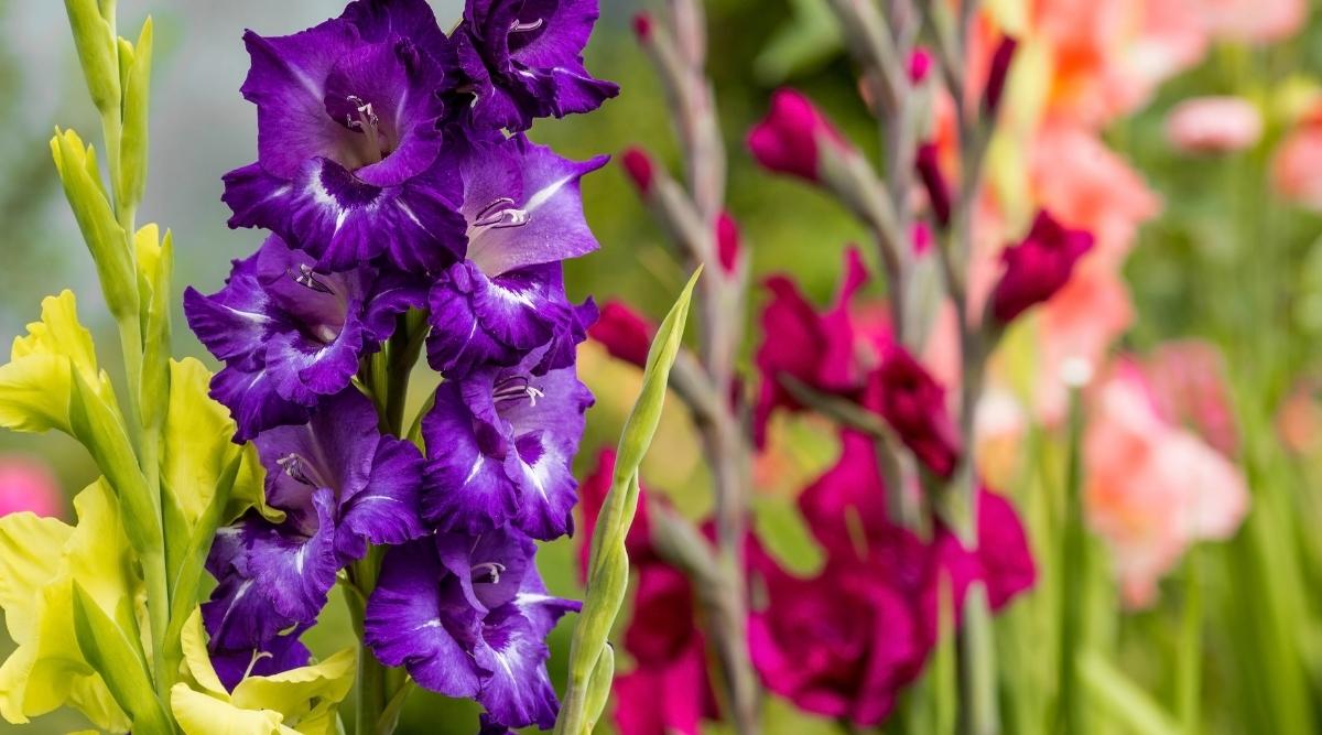 Gladioli