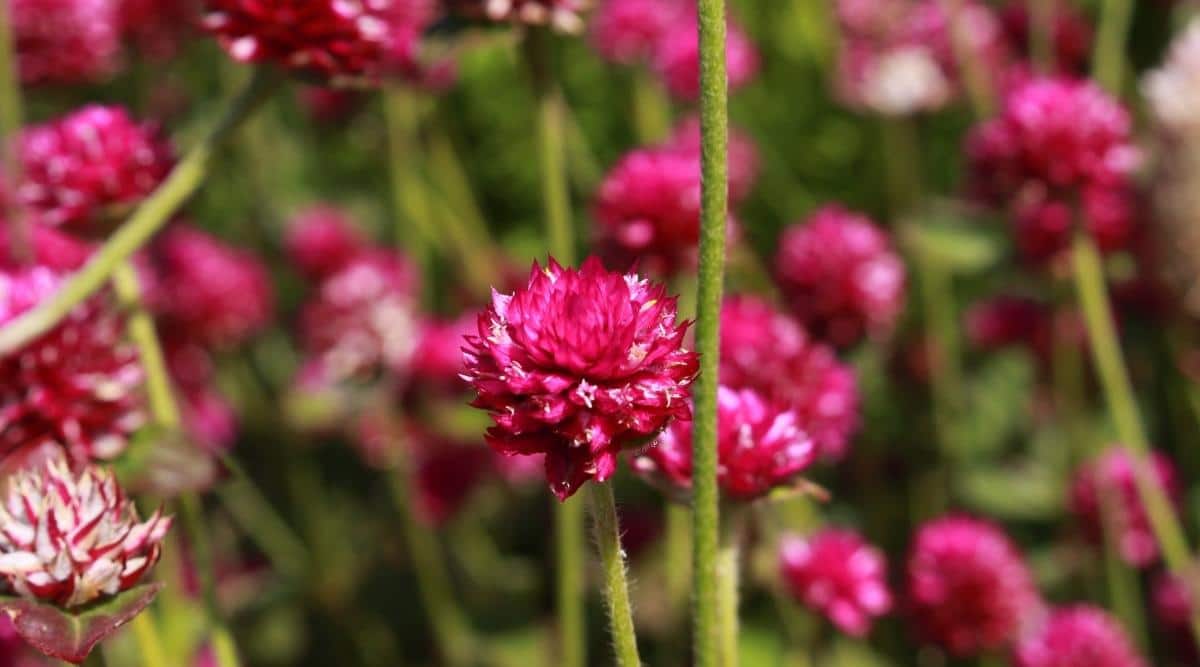Globe Amaranth