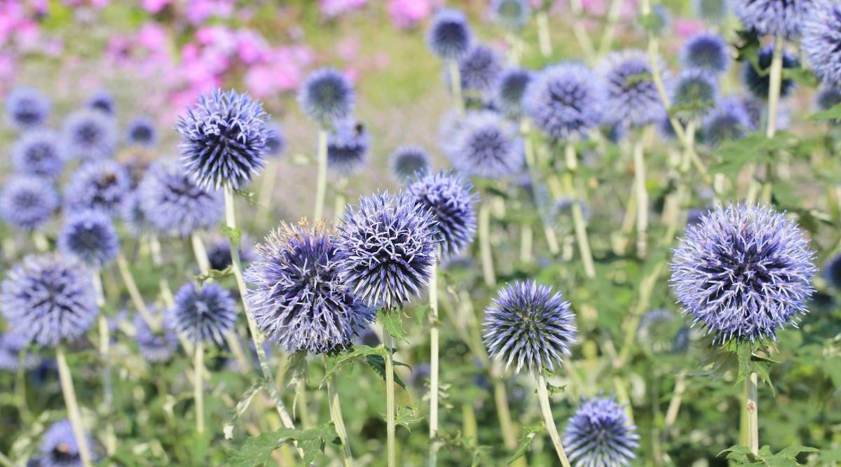 Globe Thistle