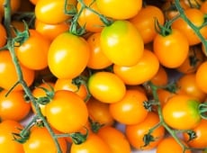 A cluster of ripe, golden cherry tomatoes with a glossy sheen, basking in sunlight.