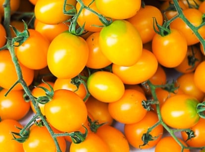 A cluster of ripe, golden cherry tomatoes with a glossy sheen, basking in sunlight.