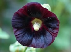 Close-up of a large, ruffled bloom in deep magenta, showcasing layered petals and a prominent central stamen against a soft-focus background in a goth-themed garden.