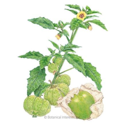 Grande Rio Verde Tomatillo