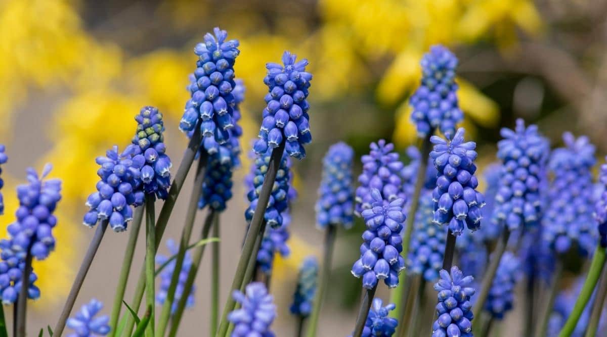 Grape Hyacinth