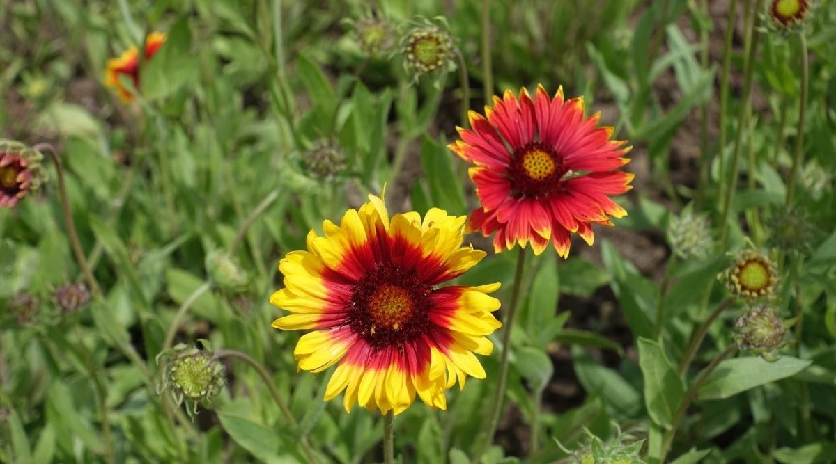 Great Blanket Flower