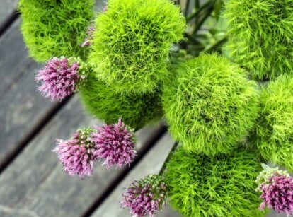Green Flowers
