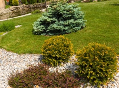 Green lawn with healthy variety of plant bushes with a rocky path.