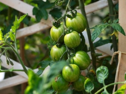 The 'Green Zebra' tomato plant features sturdy green stems, lush, deeply lobed leaves, and round fruits with green-striped skins.