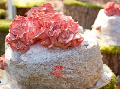 Pink oyster mushrooms with delicate, fan-shaped caps growing from a block of cultivated substrate.