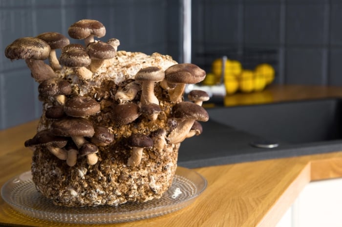 Shiitake mushroom growing kit placed on a home kitchen counter by the sink, with mushrooms emerging from the substrate, ideal for growing mushrooms on the counter.