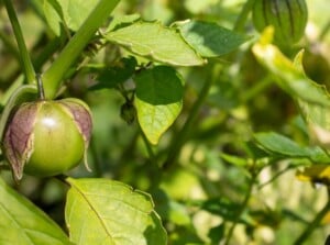 grow tomatillo