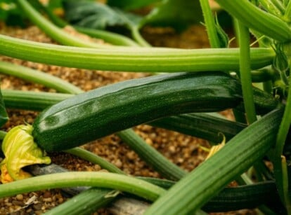 Grow Zucchini