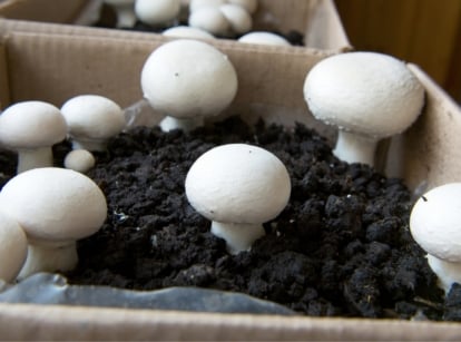 White mushrooms thriving in rich, dark soil inside a cardboard carton.
