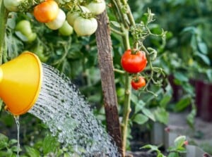 A bountiful tomato garden overflows with plump, vibrant fruits, some tinged with vivid red while others hold onto their youthful green. A plastic watering can hovers above the tomato vines, releasing a gentle, life-giving cascade of water droplets.