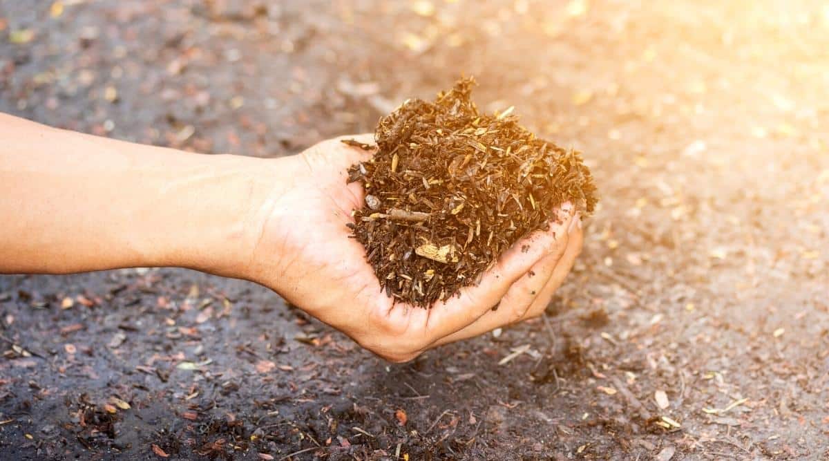 Handful of composted soil in hand