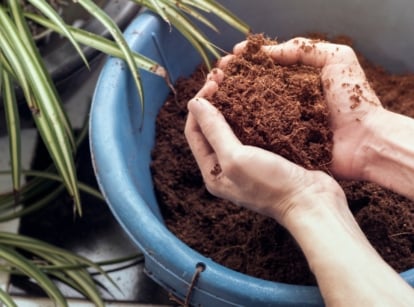 A pair of hands holds moist brown fibers over a blue bucket filled with similar material.