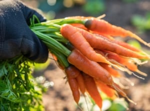 A gloved hand holds a bunch of freshly harvested baby carrots with bright orange roots and feathery green tops still attached.