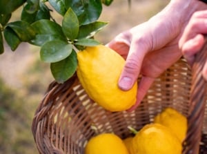 Close up of a man's hand harvesting lemons, plucking a ripe fruit from a tree into a wicker basket full of freshly picked bright yellow fruit.