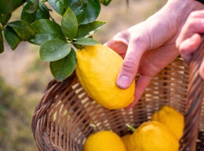 Close up of a man's hand harvesting lemons, plucking a ripe fruit from a tree into a wicker basket full of freshly picked bright yellow fruit.